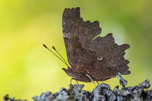 Comma butterfly (Polygonia c-album)