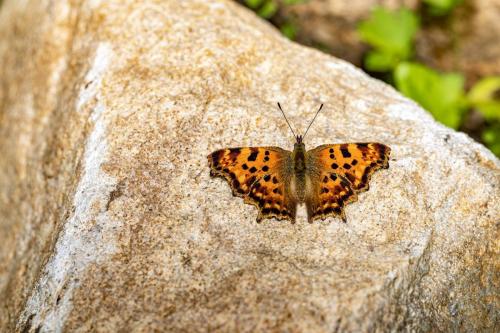 Comma butterfly (Polygonia c-album)