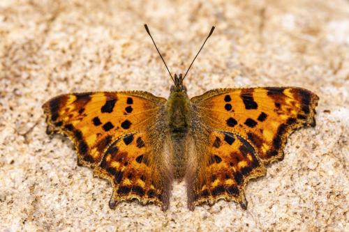 Comma butterfly (Polygonia c-album)