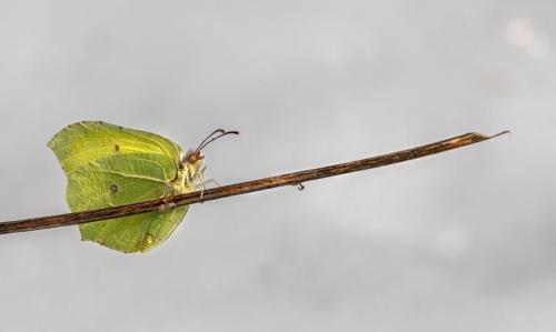 Common Brimstone (Gonepteryx rhamni)