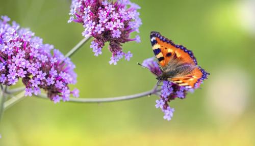 Small Tortoiseshell (Aglais urticae)