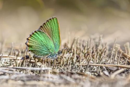 Green Hairstreak (Callophrys rubi)