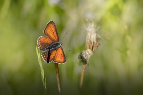 Purple-edged copper (Lycaena hippothoe)