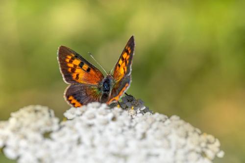 Common copper (Lycaena phlaeas)