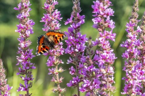 Compton Tortoiseshell (Aglais urticae)