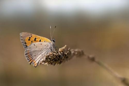 Common copper (Lycaena phlaeas)