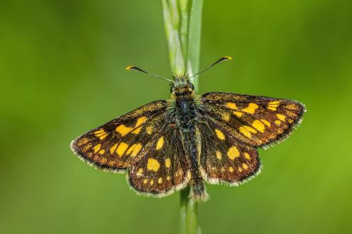 Chequered skipper (Carterocephalus palaemon)