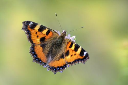 Small Tortoiseshell (Aglais urticae)