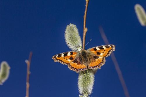 Small Tortoiseshell (Aglais urticae)