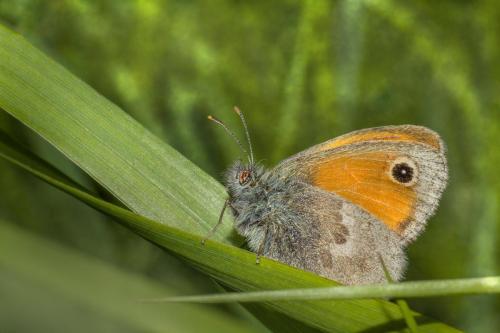 Meadow brown (Maniola jurtina)