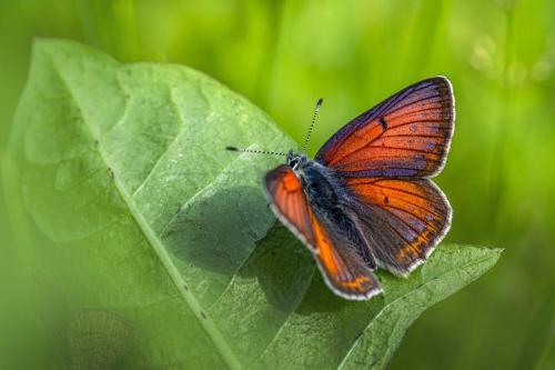 Purple-edged copper (Lycaena hippothoe)