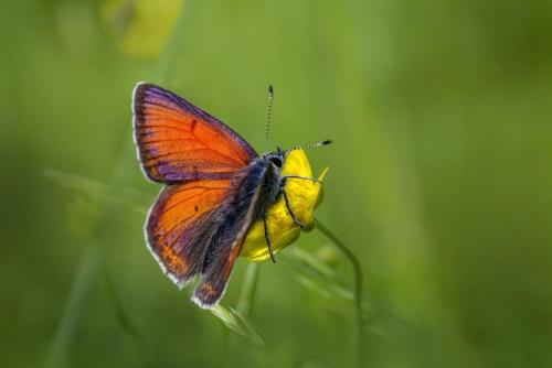 Purple-edged copper (Lycaena hippothoe)