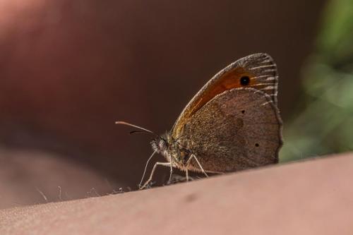 Meadow brown (Maniola jurtina)