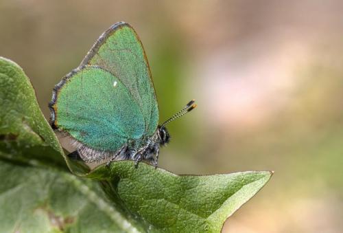 Green Hairstreak (Callophrys rubi)