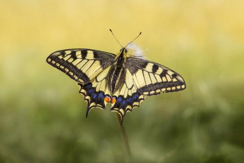 Old World Swallowtail (Papilio machaon)