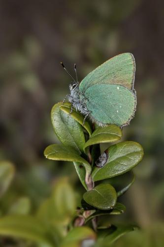 Green Hairstreak (Callophrys rubi)