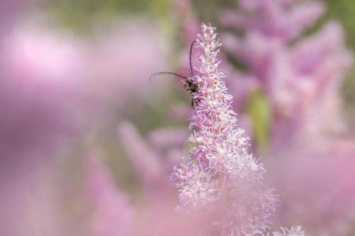 Cardinal beetle