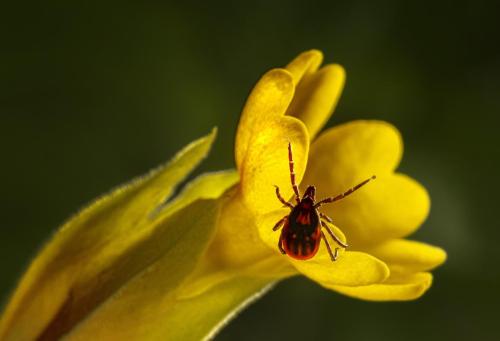 Castor bean tick (Ixodes ricinus)