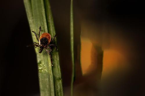 Castor Bean Tick