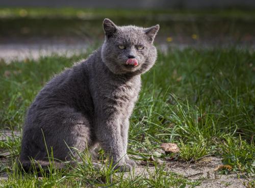 Estonian Street Cat