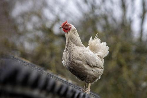 Chicken (Gallus gallus domesticus)