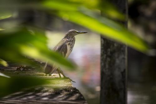 Indian Pond Heron (Ardeola grayii)