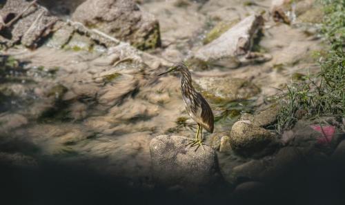 Indian Pond Heron (Ardeola grayii)