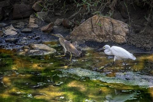 Indian Pond Heron (Ardeola grayii)