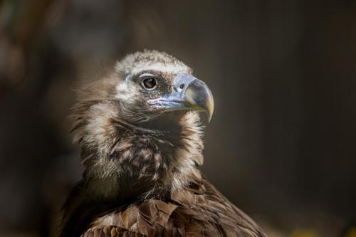 Cinereous vulture (Aegypius monachus)