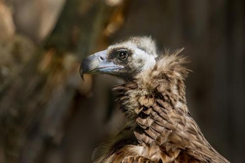 Cinereous vulture (Aegypius monachus)