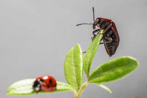 Seven-Spotted Ladybug (Coccinella septempunctata)