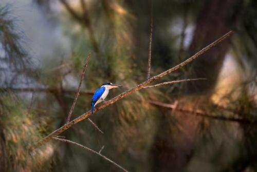 Collared kingfisher (Todiramphus chloris)