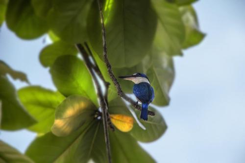 Collared kingfisher (Todiramphus chloris)