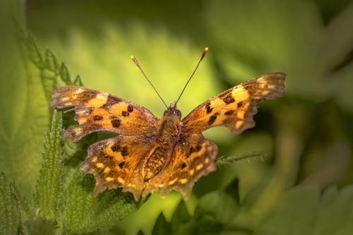 Comma butterfly (Polygonia c-album)