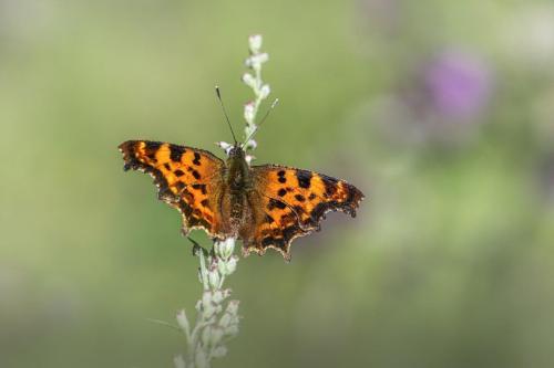 Comma butterfly (Polygonia c-album)