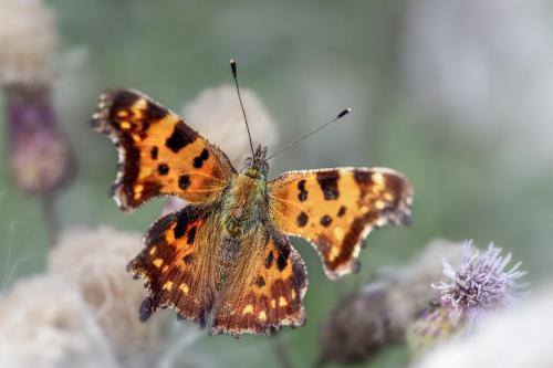 Comma butterfly (Polygonia c-album)