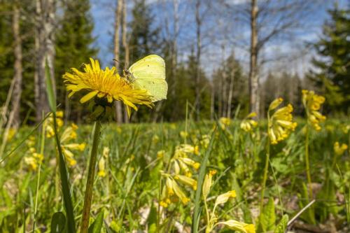 Common Brimstone (Gonepteryx rhamni)