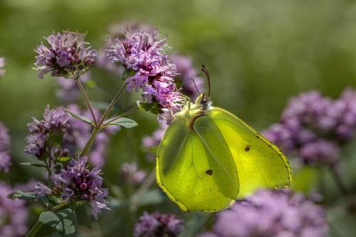 Common Brimstone (Gonepteryx rhamni)