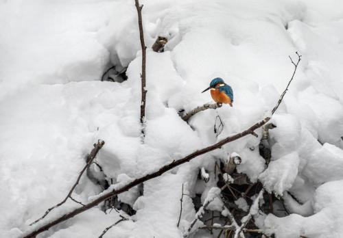 Common kingfisher (Alcedo atthis)