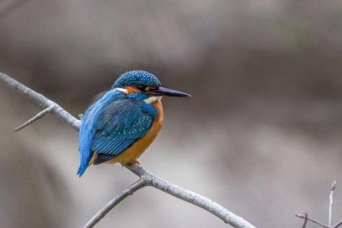 Common kingfisher (Alcedo atthis)