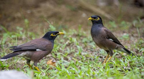 Common myna (Acridotheres tristis)