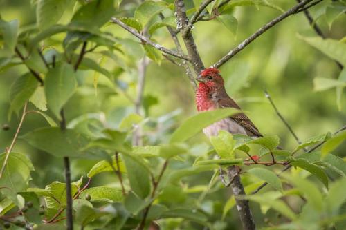 Common Rosefinch (Carpodacus erythrinus)