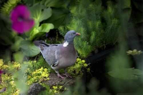 Common wood pigeon (Columba palumbus)