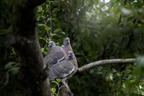 Common wood pigeon (Columba palumbus)