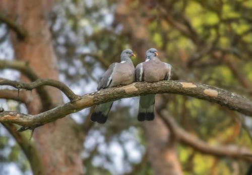 Common wood pigeon (Columba palumbus)