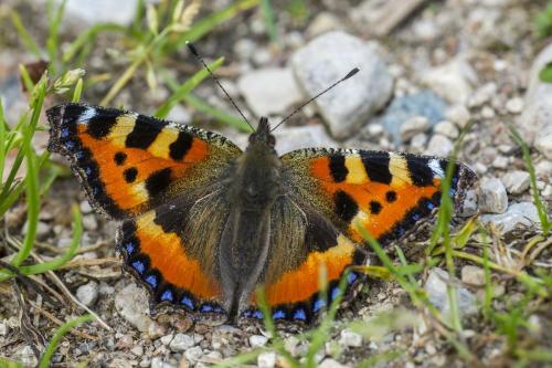 Small Tortoiseshell (Aglais urticae)