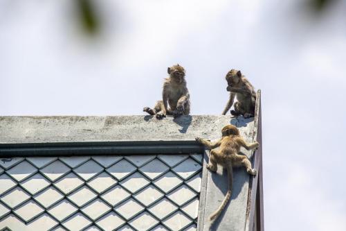 Crab-eating macaque (Macaca fascicularis)