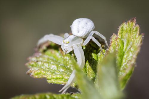 Goldenrod Crab Spider (Misumena vatia)