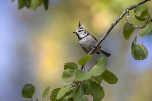 crested-tit-8282481_1280