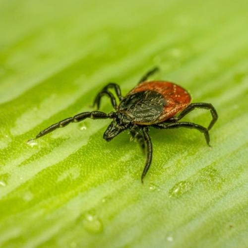 Castor bean tick (Ixodes ricinus)